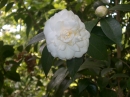 Desconhecidas